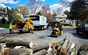 Best Storm Damage Tree Cleanup  in Nederland, TX