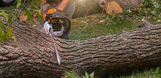 Best Tree Risk Assessment  in Nederland, TX