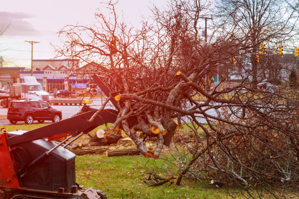 Best Commercial Tree Removal  in Nederland, TX