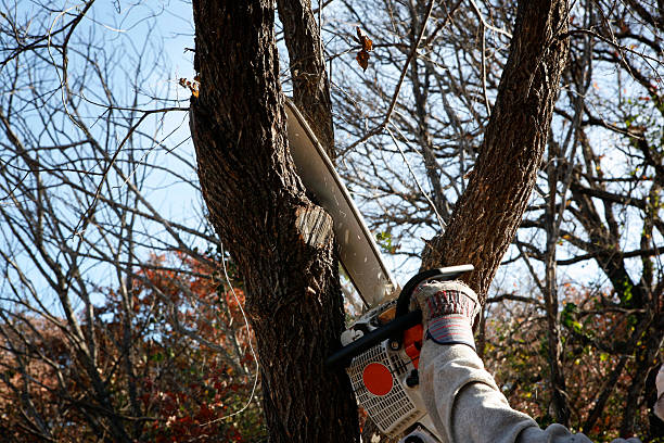 Best Hazardous Tree Removal  in Nederland, TX