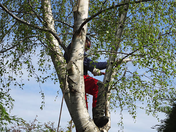 Best Tree Planting  in Nederland, TX