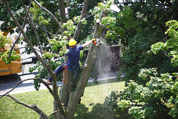 Best Leaf Removal  in Nederland, TX