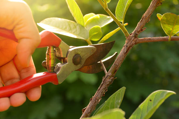 Best Soil Testing and Treatment  in Nederland, TX