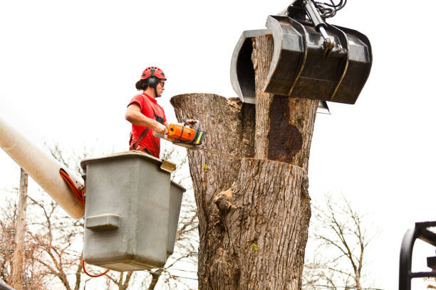 Best Root Management and Removal  in Nederland, TX